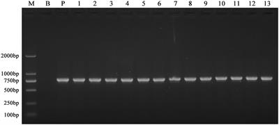 Contribution of NADPH-cytochrome P450 Reductase to Azole Resistance in Fusarium oxysporum